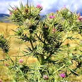 Cirsium vallis-demonii unspecified picture