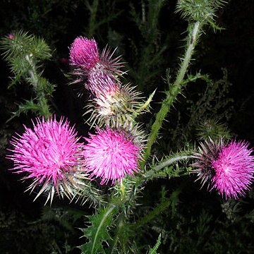 Cirsium verutum unspecified picture