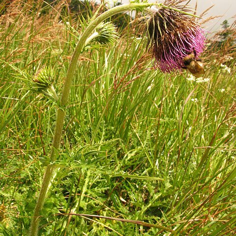 Cirsium nambuense unspecified picture