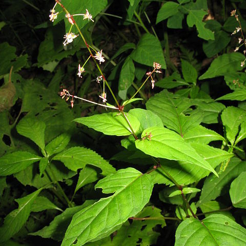 Circaea erubescens unspecified picture