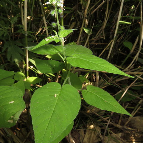 Circaea cordata unspecified picture