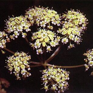 Cicuta douglasii unspecified picture