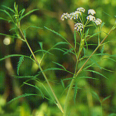 Cicuta bulbifera unspecified picture