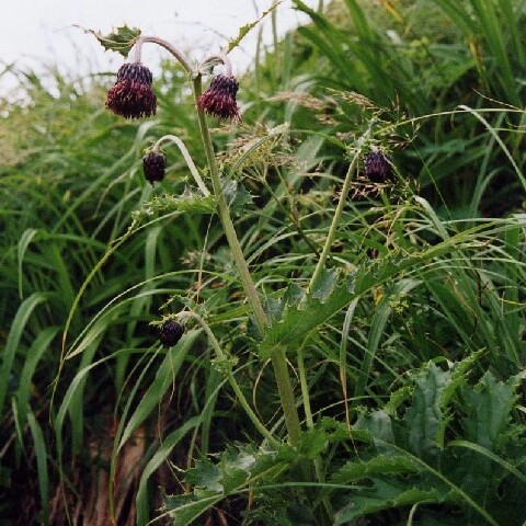 Cirsium chokaiense unspecified picture