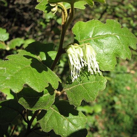 Chorilaena quercifolia unspecified picture