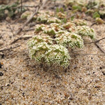 Chorizanthe pungens unspecified picture