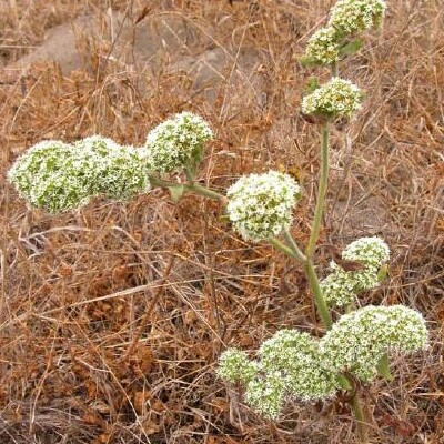 Chorizanthe robusta unspecified picture