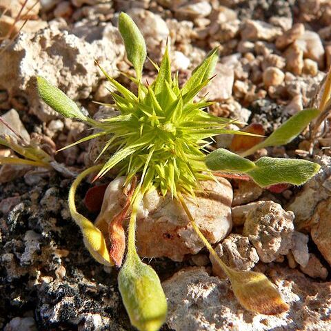 Chorizanthe unspecified picture