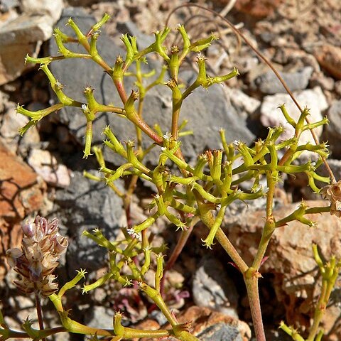 Chorizanthe brevicornu unspecified picture