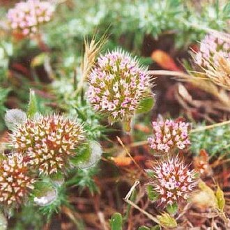 Chorizanthe valida unspecified picture