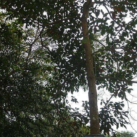 Cinnamomum balansae unspecified picture