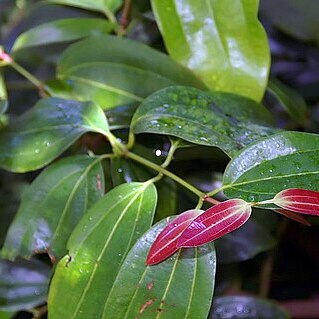 Cinnamomum unspecified picture