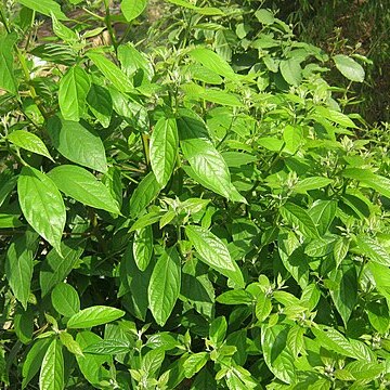 Cinnamomum glaucescens unspecified picture