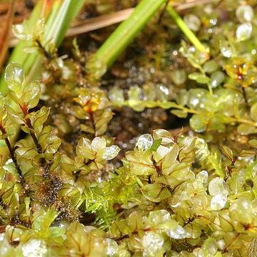 Cinclidium stygium unspecified picture