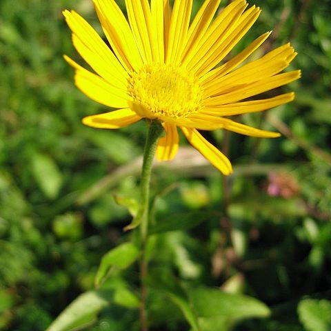 Buphthalmum unspecified picture