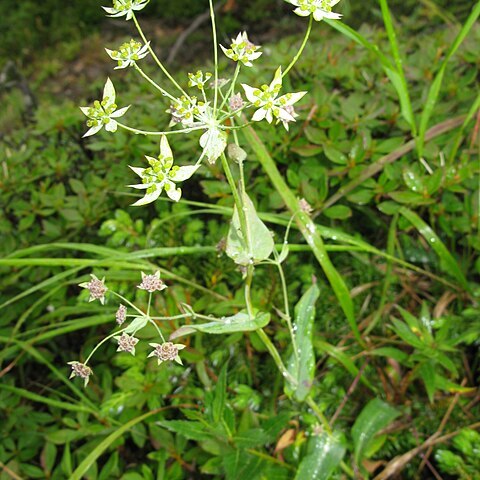 Bupleurum nipponicum unspecified picture