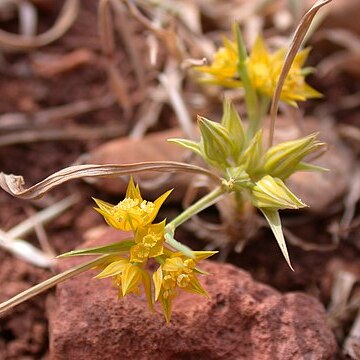 Bupleurum nodiflorum unspecified picture