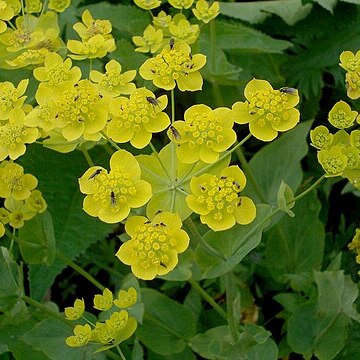 Bupleurum aureum unspecified picture