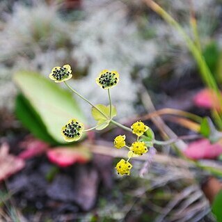 Bupleurum triradiatum unspecified picture