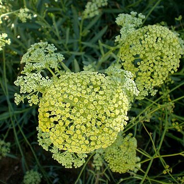 Bupleurum montanum unspecified picture