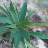 Bupleurum elatum unspecified picture