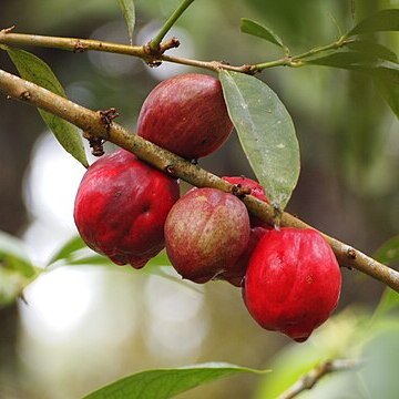 Phaleria macrocarpa unspecified picture