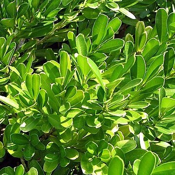 Buxus harlandii unspecified picture