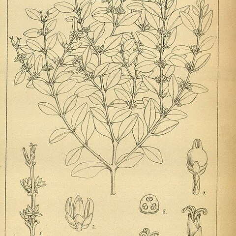 Buxus macowanii unspecified picture