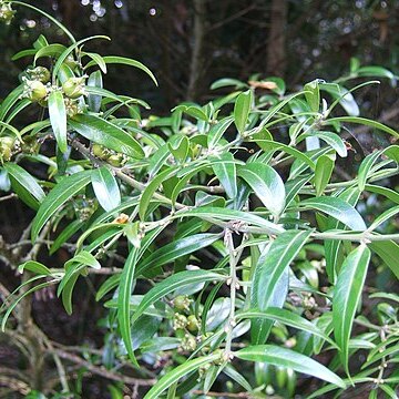 Buxus wallichiana unspecified picture