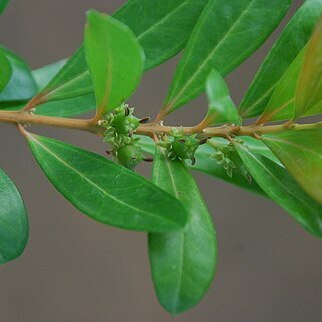 Buxus vahlii unspecified picture