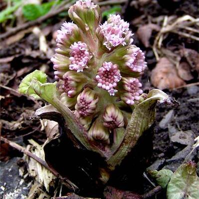 Petasites unspecified picture