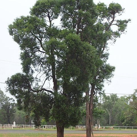 Lysicarpus angustifolius unspecified picture