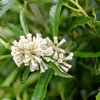 Buddleja thyrsoides unspecified picture