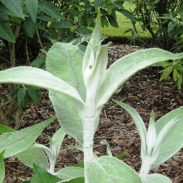 Buddleja nivea unspecified picture