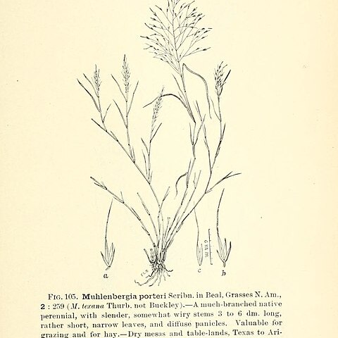 Muhlenbergia porteri unspecified picture