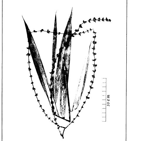 Dendrocalamus merrilliana unspecified picture