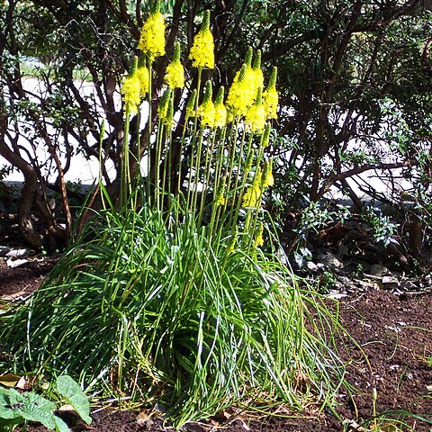 Bulbinella angustifolia unspecified picture