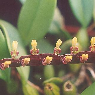 Bulbophyllum falcatum unspecified picture