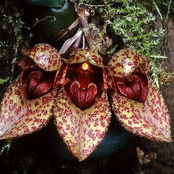 Bulbophyllum frostii unspecified picture