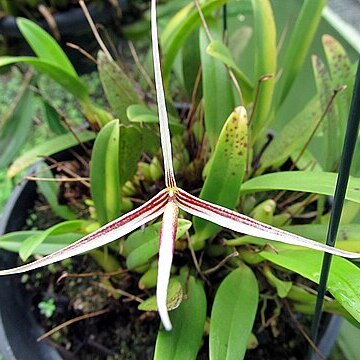 Bulbophyllum nitidum unspecified picture