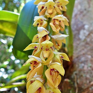 Bulbophyllum occlusum unspecified picture