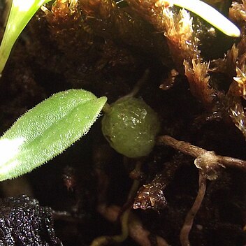 Bulbophyllum pygmaeum unspecified picture