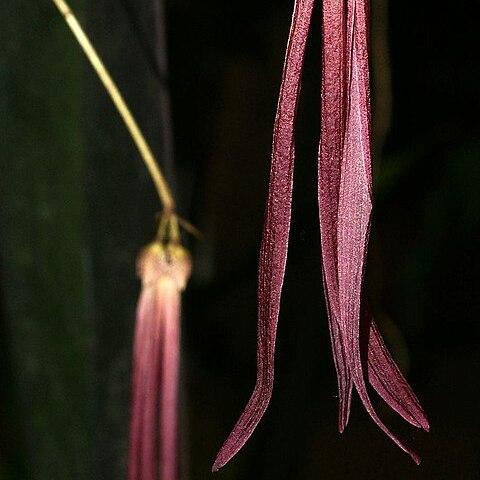 Bulbophyllum plumatum unspecified picture