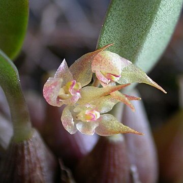 Bulbophyllum scabratum unspecified picture