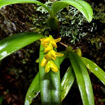 Bulbophyllum auriflorum unspecified picture