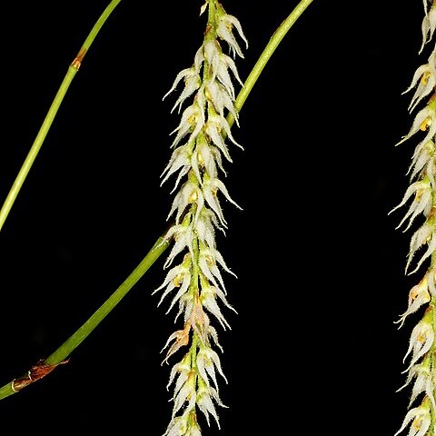 Bulbophyllum hirtum unspecified picture