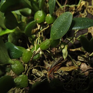 Bulbophyllum inconspicuum unspecified picture