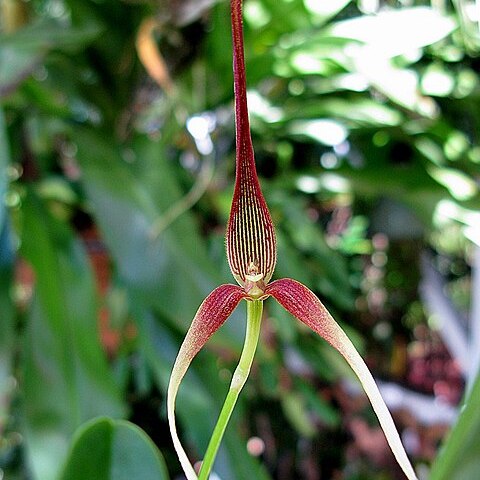 Bulbophyllum unitubum unspecified picture