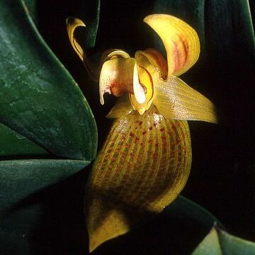 Bulbophyllum dearei unspecified picture