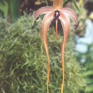 Bulbophyllum unspecified picture